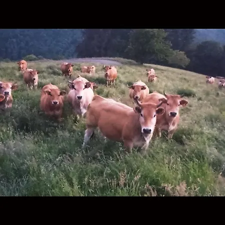 Casa El Rey 12 - Buenos Aires Y Figueras Ar-1419-as *